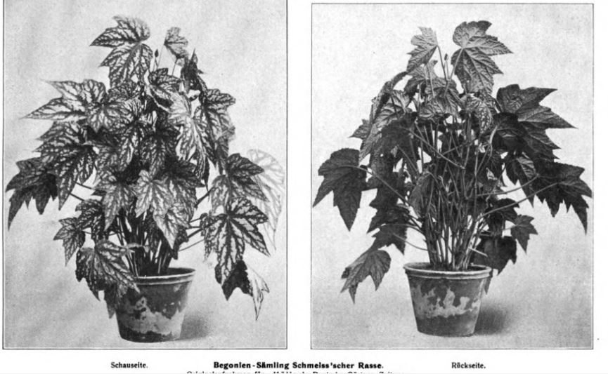 B. ‘Samling Schmeiss'scher Rasse’